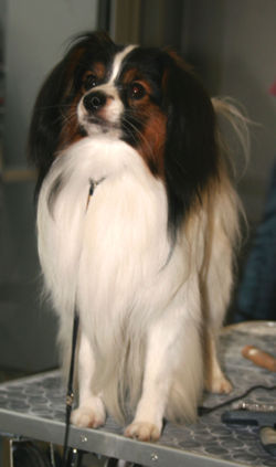 SPANIEL PITIC CONTINENTAL